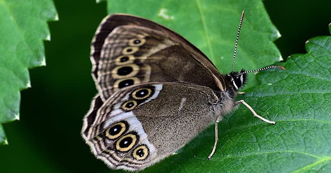 Doğa Trivia Sorusu: Bacchante hangi hayvanın bir türüdür?