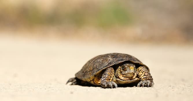 Doğa Trivia Sorusu: Bu hayvanlardan hangisi çok yavaştır?