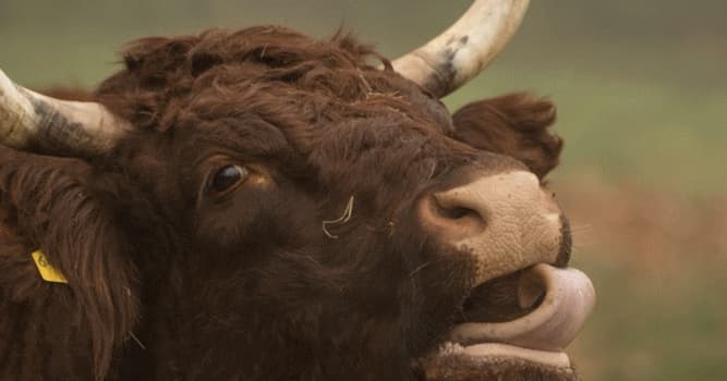 Culture Question: Que signifie l'expression «œil de bœuf» ?