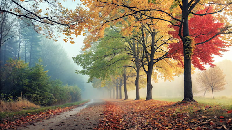 Naturaleza Pregunta Trivia: ¿Qué es el otoño?