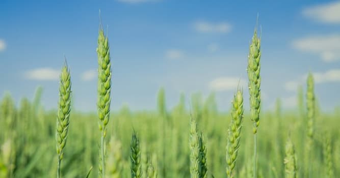 Cultuur Trivia Vraag: Wat is een spreekwoord?