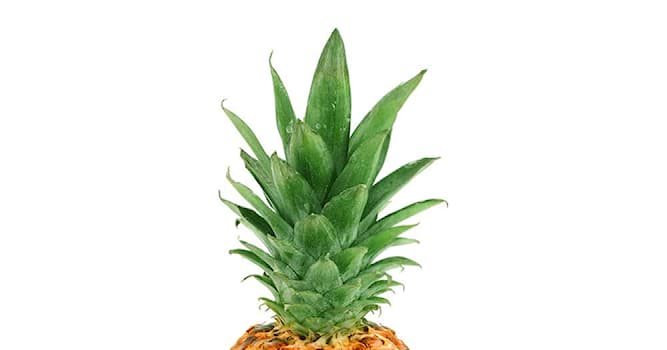Wetenschap Trivia Vraag: Waar wordt bromelaïne gevonden?