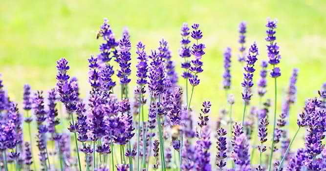 Doğa Trivia Sorusu: Hangi bitki görseldedir?