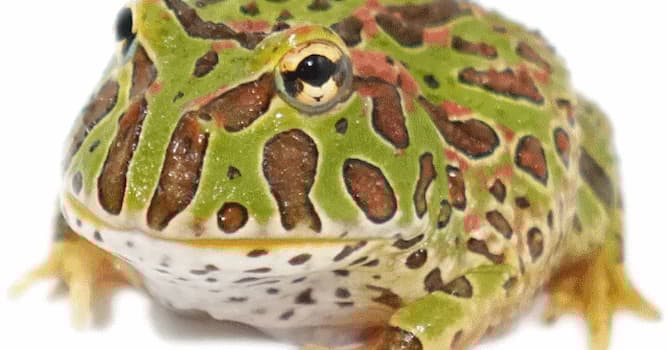 Doğa Trivia Sorusu: Süslü boynuzlu kurbağanın diğer adı nedir?