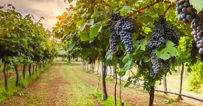Cultuur Trivia Vraag: Hoe heet een groep druivenranken?