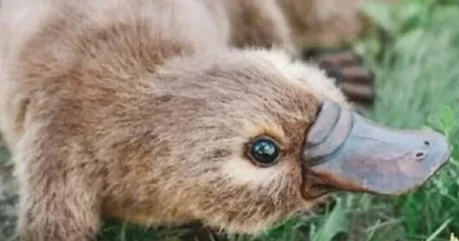 Natuur Trivia Vraag: Welke van deze dieren leeft in Australië?