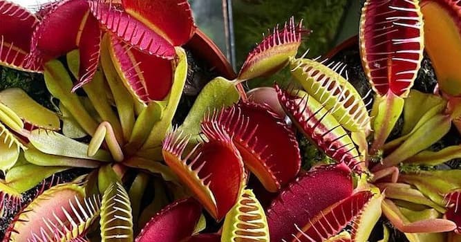 Natuur Trivia Vraag: Welke plant is vleesetend?
