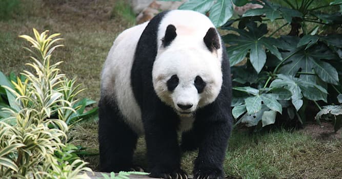 Nature Question: Où est né le premier panda géant au monde d'une paire mixte de parents sauvages et captifs en 2017 ?