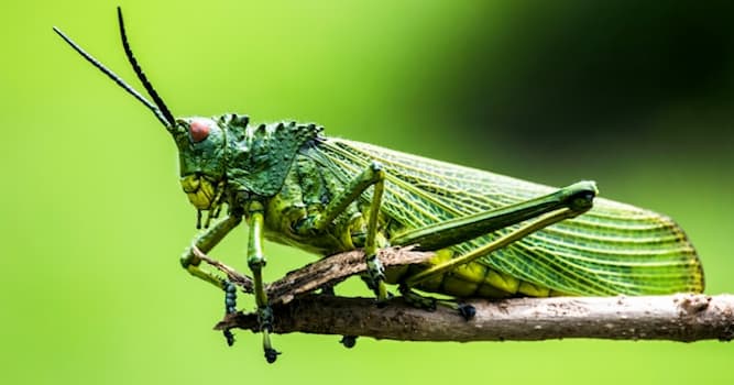 Nature Question: Lequel de ces insectes possède des cornes ?