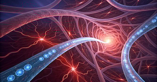 Wetenschap Trivia Vraag: Wat is het cardiovasculaire systeem?