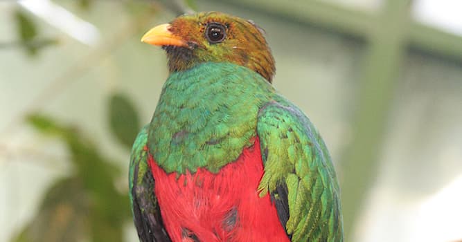 Doğa Trivia Sorusu: Quetzal ismi hangi türlere atıfta bulunur?