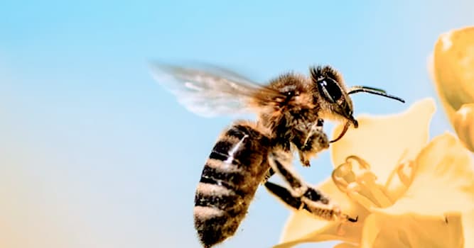 Toplum Trivia Sorusu: Arıcılık Sanatına Ne Ad Verilir?