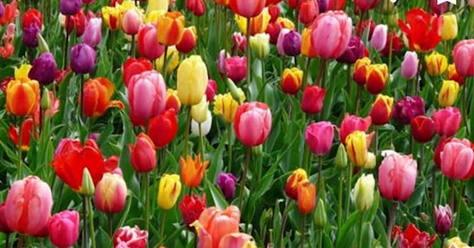 Natuur Trivia Vraag: Welke bloemen worden al eeuwen in Nederland gekweekt?