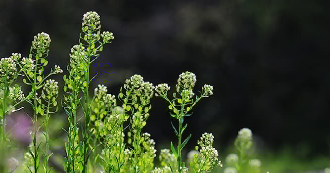 자연 상식 퀴즈: 이것은 무슨 꽃인가요?