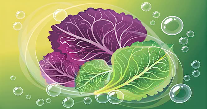 Cultuur Trivia Vraag: Welk product ontstaat door fermentatie van kool?