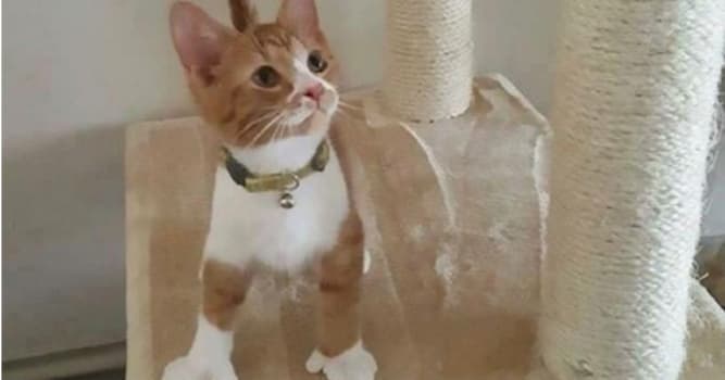 Natur Wissensfrage: Was versteht man unter der Hemmingwaymutation?