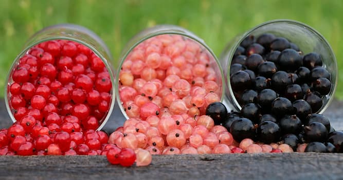 Naturaleza Pregunta Trivia: ¿A qué familia de plantas pertenece la grosella?