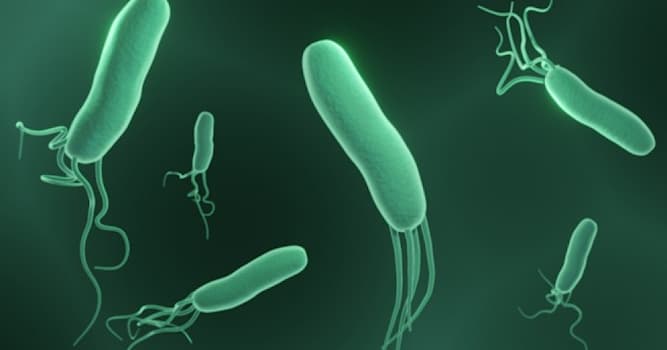 과학 상식 퀴즈: 헬리코박터 파일로리는 어디서 발견되나요?