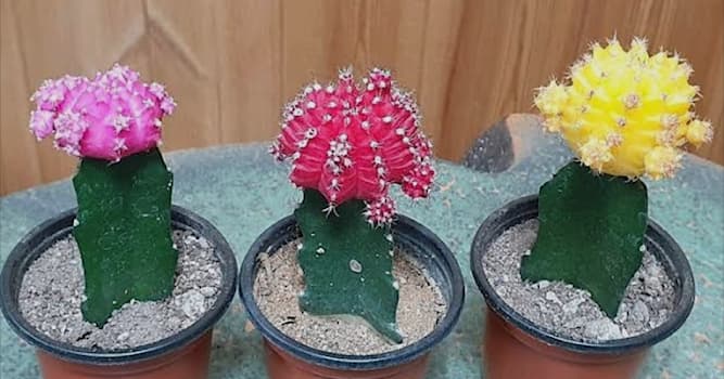 자연 상식 퀴즈: 이것은 무슨 선인장인가요?