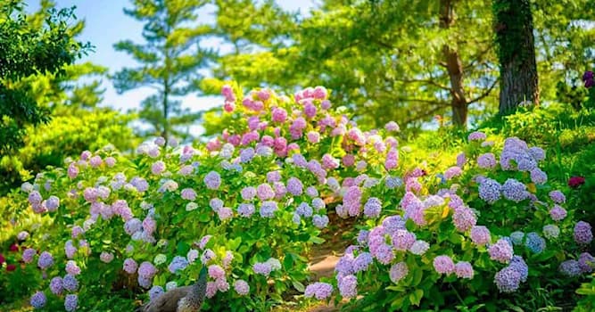 자연 상식 퀴즈: 토양의 ph에 따라 색이 변하는 꽃은?