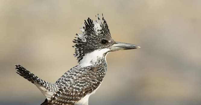Nature Question: Quel oiseau est représenté sur l'image ?