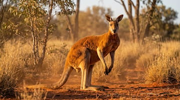 Géographie Question: Australie — qu'est-ce que c'est ?