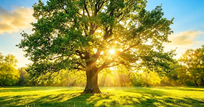 Bilim Trivia Sorusu: Güneş ışığından hangi vitamini alırsınız?