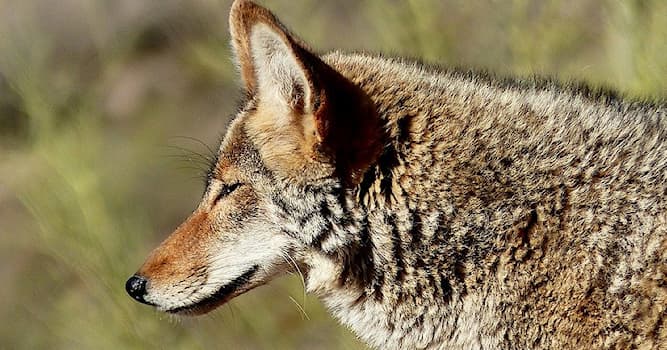 Nature Trivia Question: Which animal's name means "barking dog" in Latin?