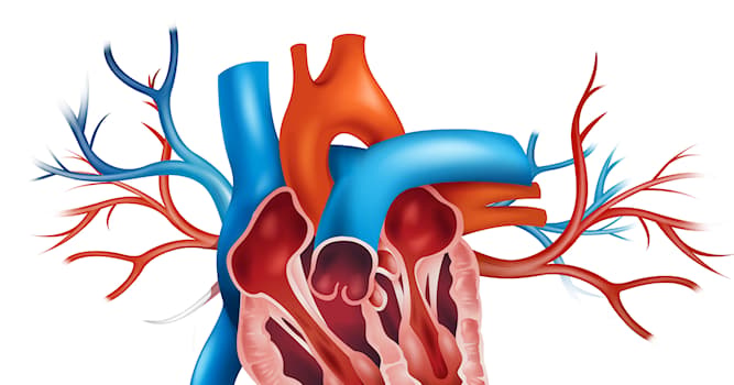 Science Trivia Question: Which answer best describes the function of a stent when inserted into a person’s heart?