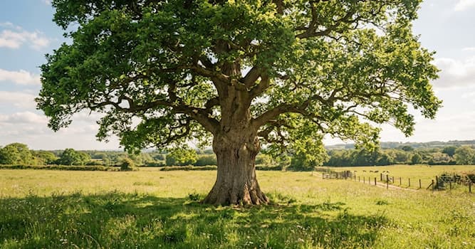 Natur Wissensfrage: Welcher Baum liefert essbare Nüsse?